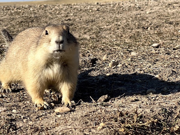 Roberts Prairie Dog Town 5