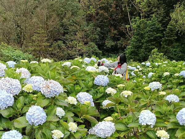 Pagoda Noppamethanedon & Pagoda Nopphonphusiri: The Royal Pagodas of Mount Inthanon Summit 2