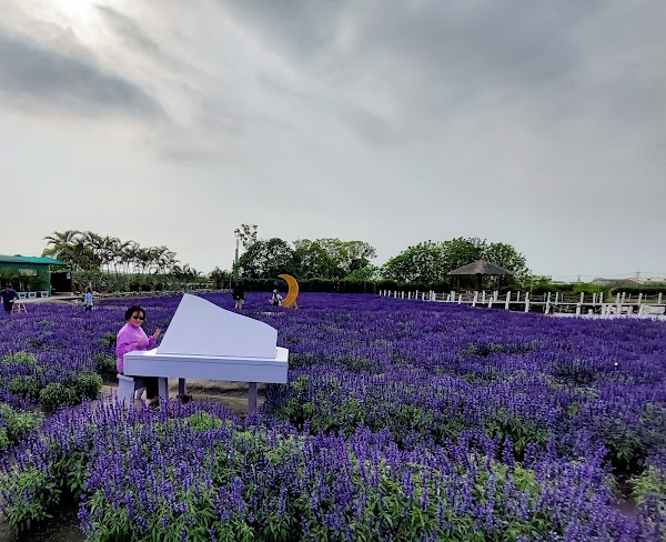 中社觀光花市 5