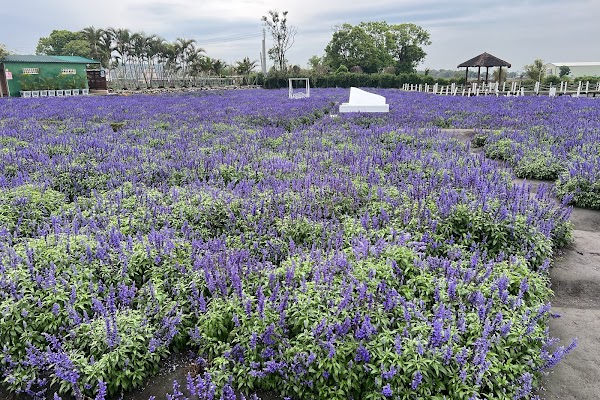 中社觀光花市 4
