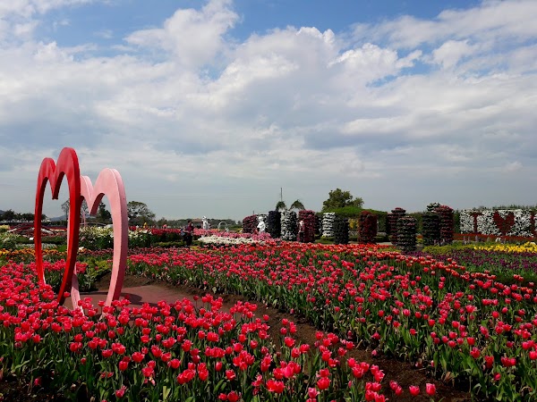 中社觀光花市 3