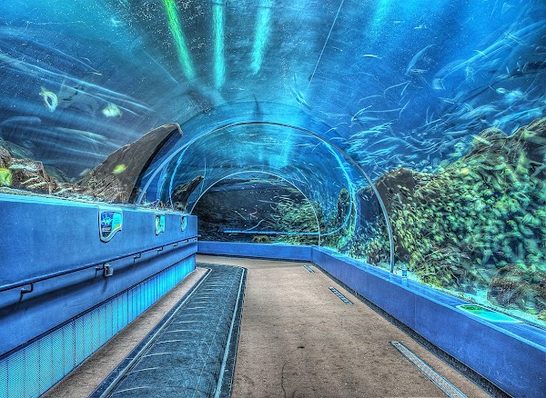 Georgia Aquarium