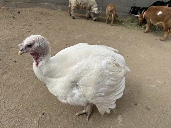 One Of A Kind Petting Zoo 2