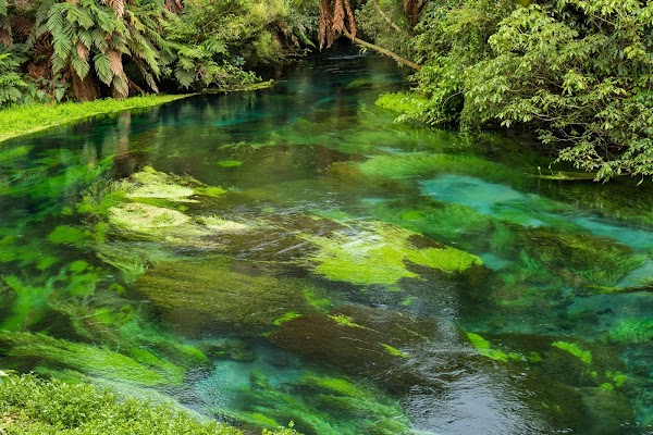 Te Waihou Blue Springs (Whites Road entrance)