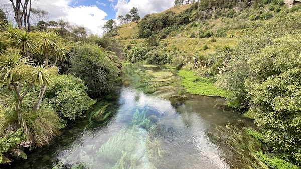 Te Waihou Blue Springs (Whites Road entrance)