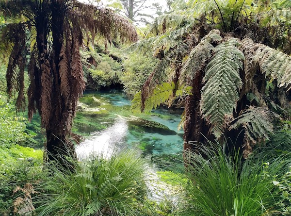 Te Waihou Blue Springs (Whites Road entrance) 4
