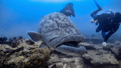Cabo Pulmo National Park 1