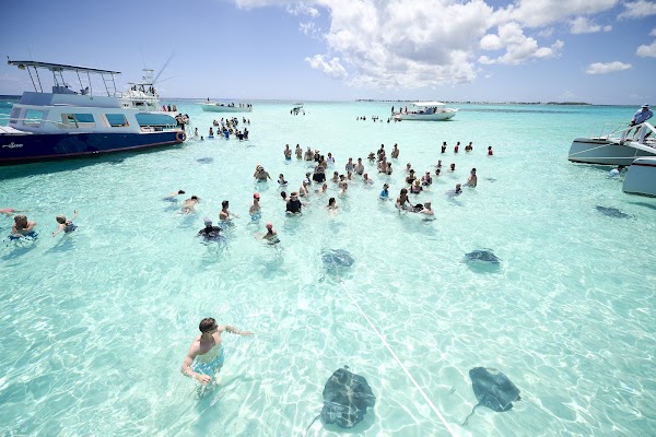 Stingray City Cayman Islands 6