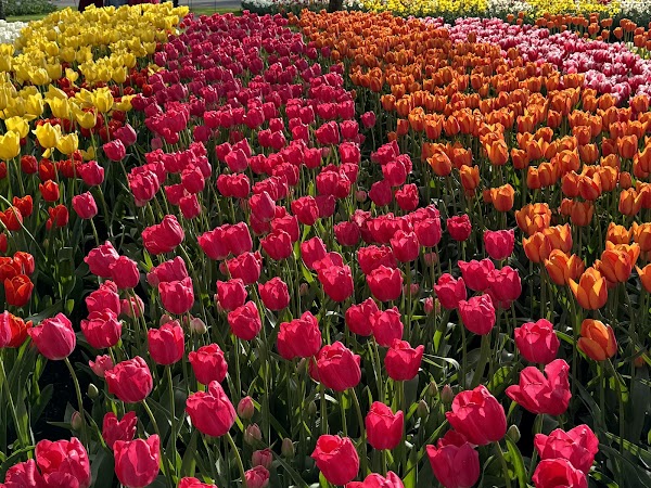 Keukenhof 5