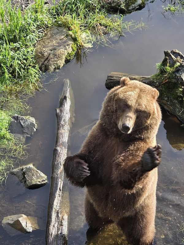 Fortress of the Bear