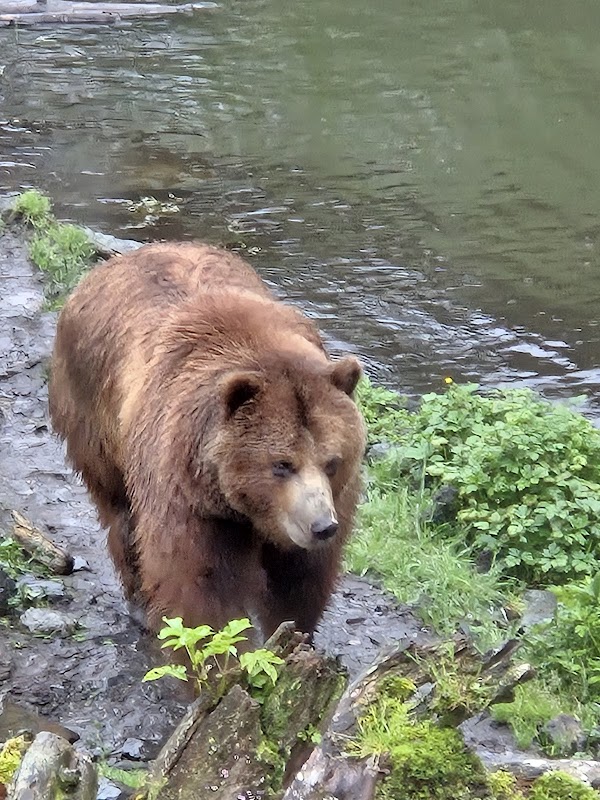 Fortress of the Bear 5