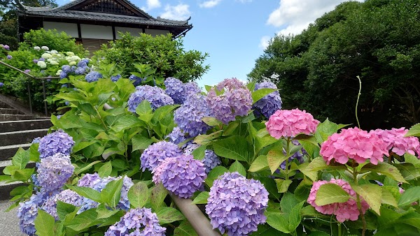 Yōkoku-ji Temple (Yanagidani Kannon) 3