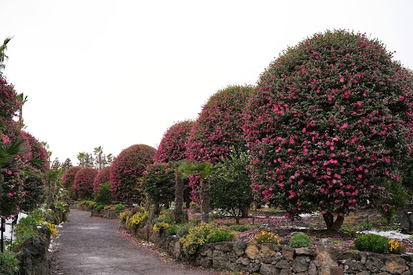Jeju Camellia Arboretum 1