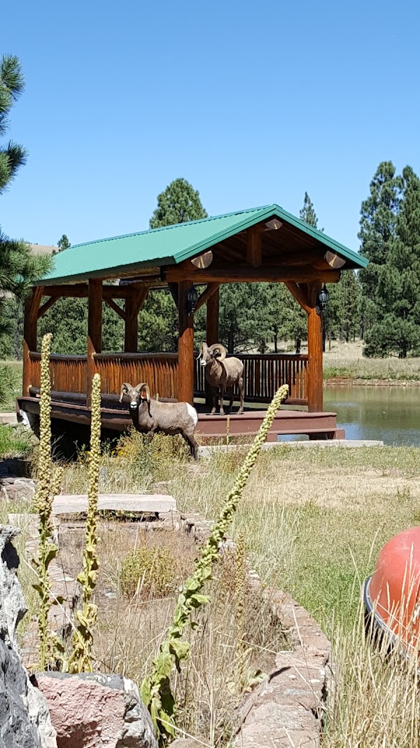 Snowy Mountain Lodge