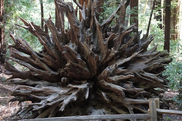 Armstrong Redwoods State Natural Reserve 5