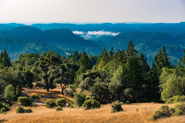 Armstrong Redwoods State Natural Reserve 3