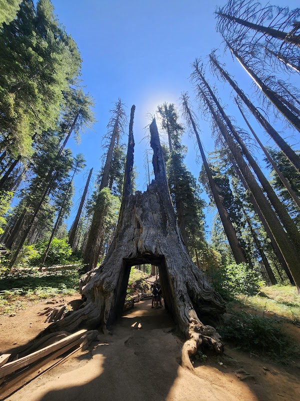 Dead Giant Tunnel Tree