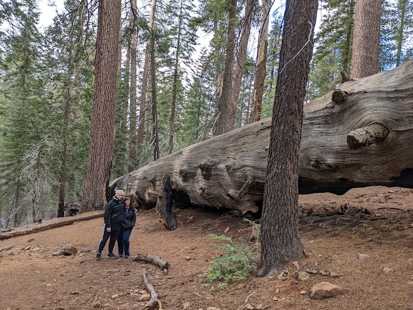 Dead Giant Tunnel Tree 5