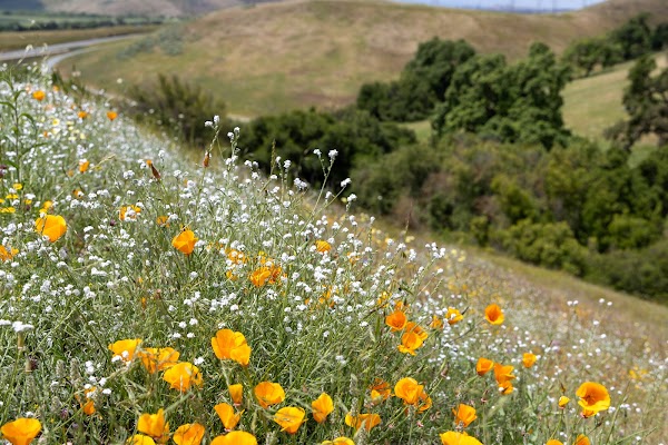 Máyyan 'Ooyákma – Coyote Ridge Open Space Preserve 1