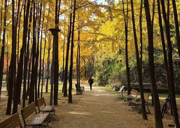 Seoul Forest Park 1