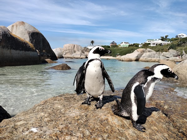 Boulders Beach 3