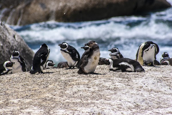 Boulders Beach 2