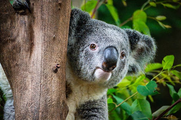 WILD LIFE Sydney Zoo
