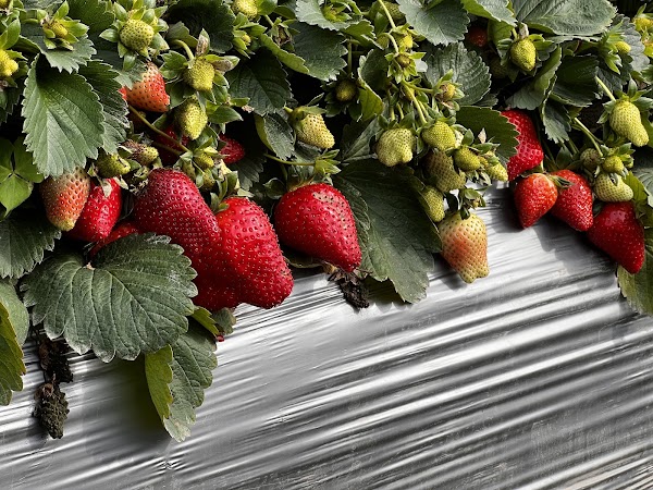 Phoenix Farm Strawberry Picking