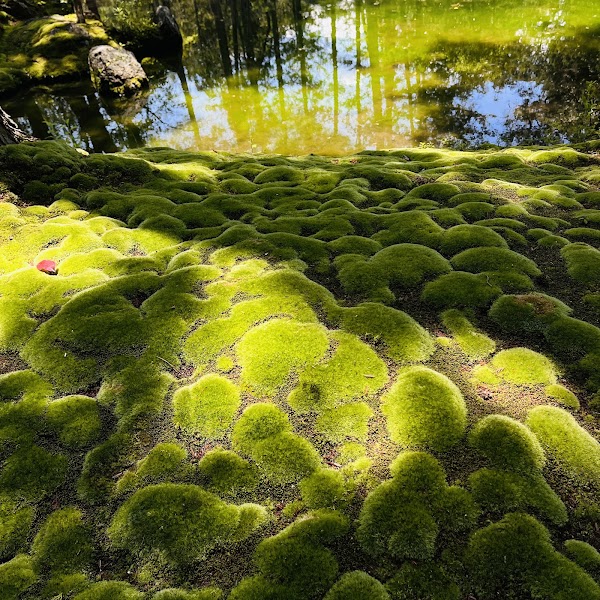 Saiho-ji (Koke-dera) 4