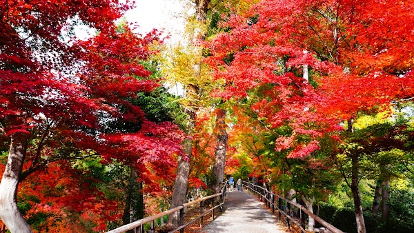 Kitano Tenmangu Momiji-en 5