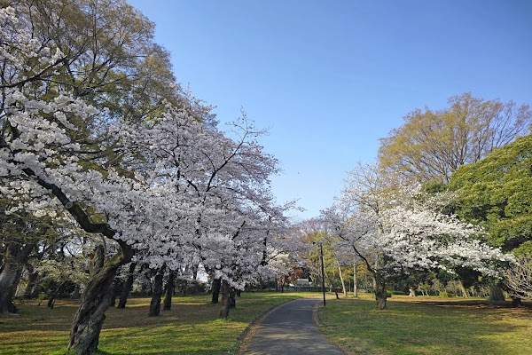 Yoyogi Park 3