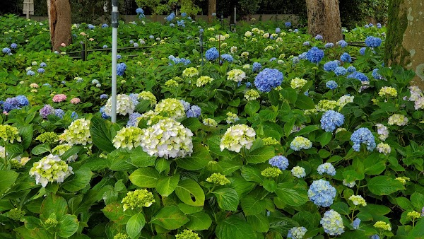 Fujinomori-jinja Shrine 3