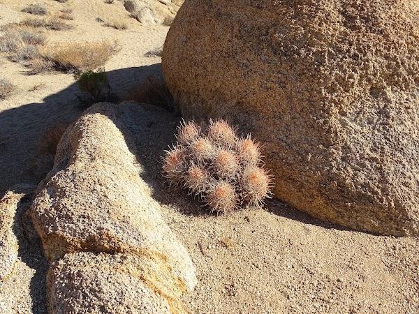 Mobius Arch Loop Trail 3