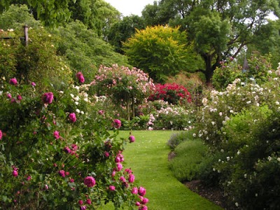 Christchurch Botanic Gardens 2