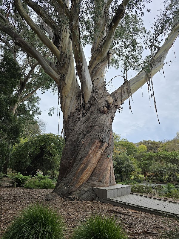 Christchurch Botanic Gardens 5