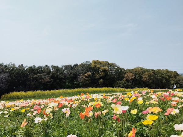 Flower Hill (Hana-no-oka)