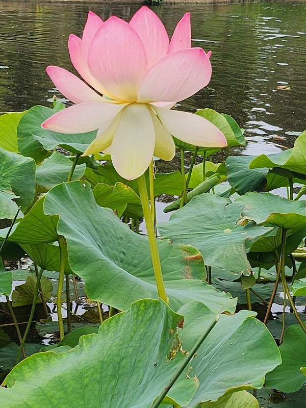 Royal Botanic Gardens Victoria - Melbourne Gardens 2