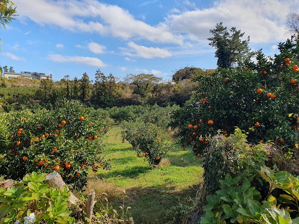 Jeju Organic Tangerine Farm
