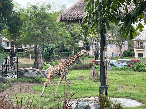 Bali Safari and Marine Park 3