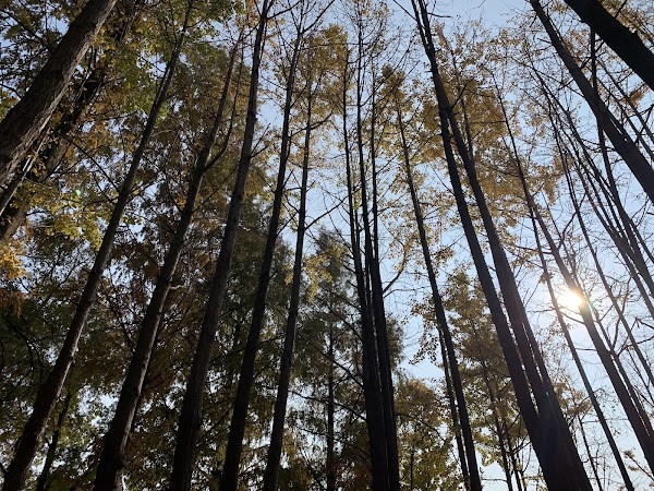 Gingko tree forest