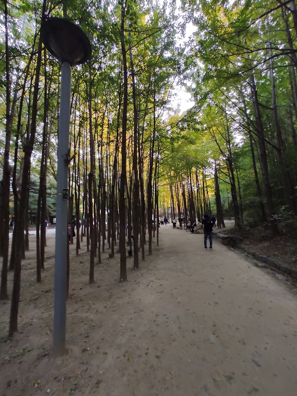 Gingko tree forest 5