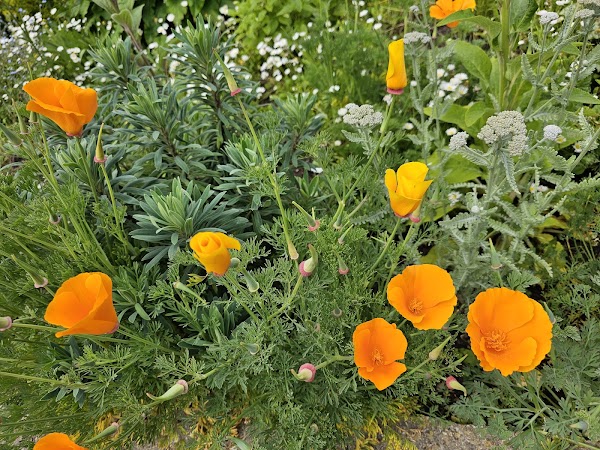 St Thomas' Riverside Garden 5