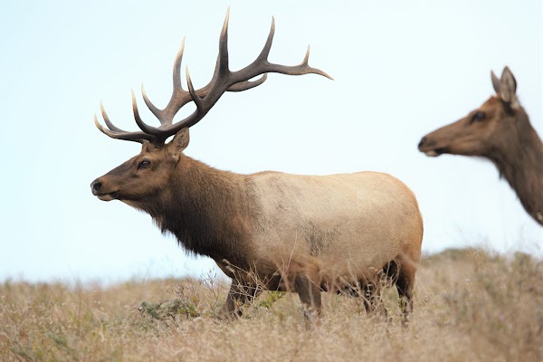 Elk Reserve 1
