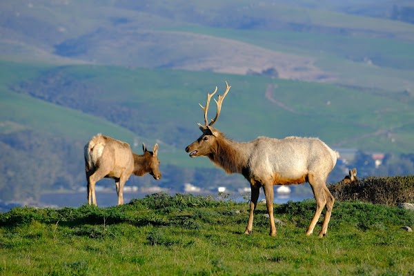 Elk Reserve 6