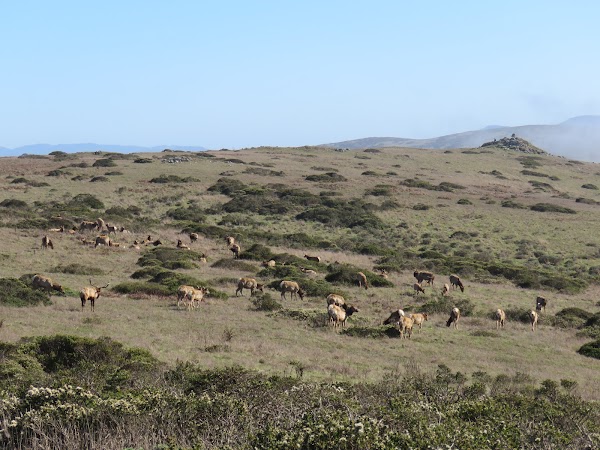 Elk Reserve 4
