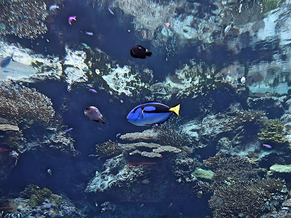 Okinawa Churaumi Aquarium 4