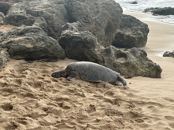 Laniakea Beach