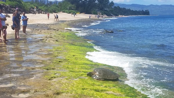 Laniakea Beach 3