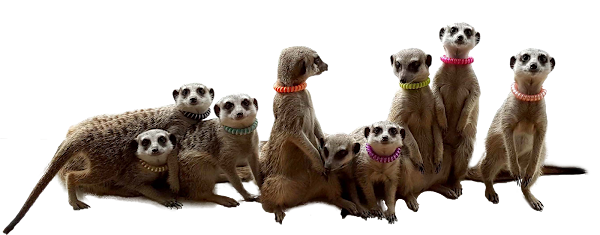 Meerkat Friends