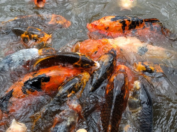 Seattle Japanese Garden 3